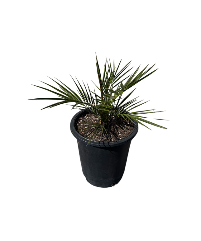 Canary Island Date Palm / Phoenix Canariensis / Pineapple Palm - 5 Gallon