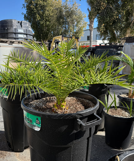 Canary Island Date Palm / Phoenix Canariensis / Pineapple Palm - 32 Gallon