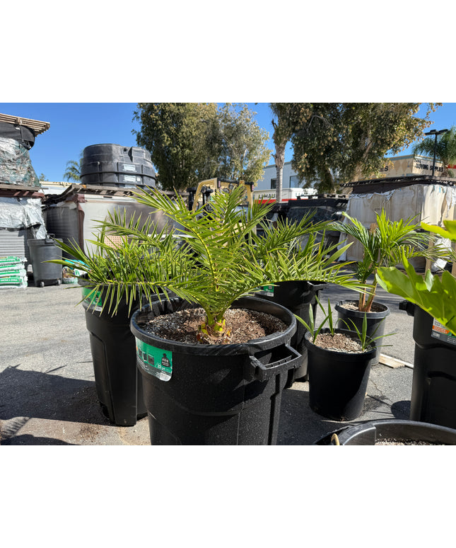 Canary Island Date Palm / Phoenix Canariensis / Pineapple Palm - 32 Gallon