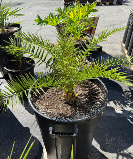 Canary Island Date Palm / Phoenix Canariensis / Pineapple Palm - 32 Gallon