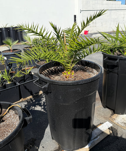 Canary Island Date Palm / Phoenix Canariensis / Pineapple Palm - 32 Gallon
