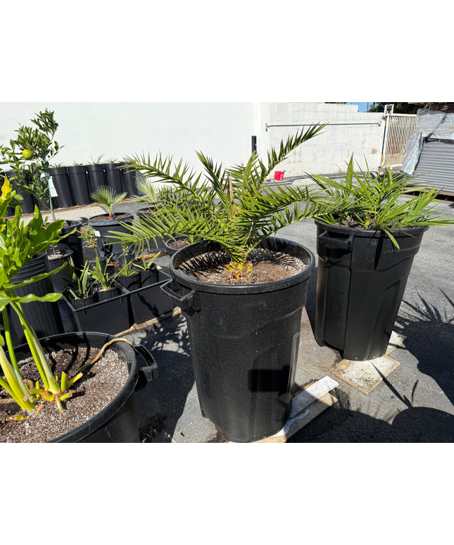 Canary Island Date Palm / Phoenix Canariensis / Pineapple Palm - 32 Gallon