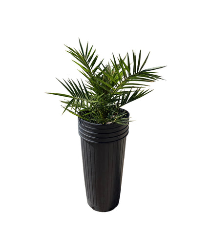 Canary Island Date Palm / Phoenix Canariensis / Pineapple Palm - 10 Gallon