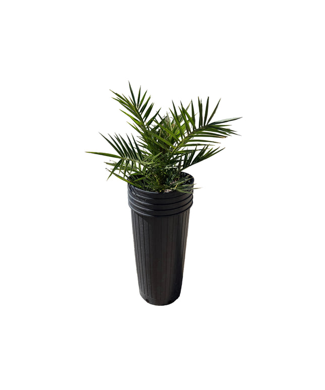 Canary Island Date Palm / Phoenix Canariensis / Pineapple Palm - 10 Gallon