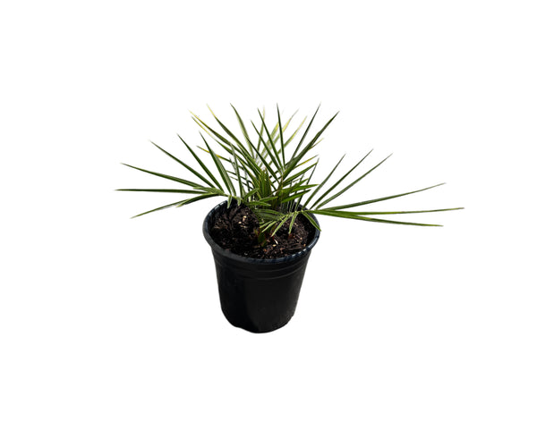 pineapple palm house plant Canary Island Date Palm / Phoenix Canariensis / Pineapple Palm