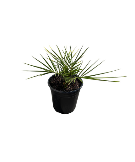 Canary Island Date Palm / Phoenix Canariensis / Pineapple Palm - 1 Gallon