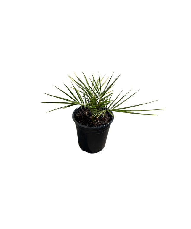 Canary Island Date Palm / Phoenix Canariensis / Pineapple Palm - 1 Gallon