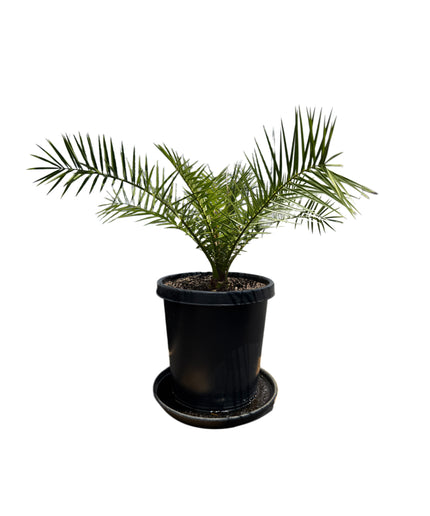 Canary Island Date Palm / Phoenix Canariensis / Pineapple Palm - 15 Gallon