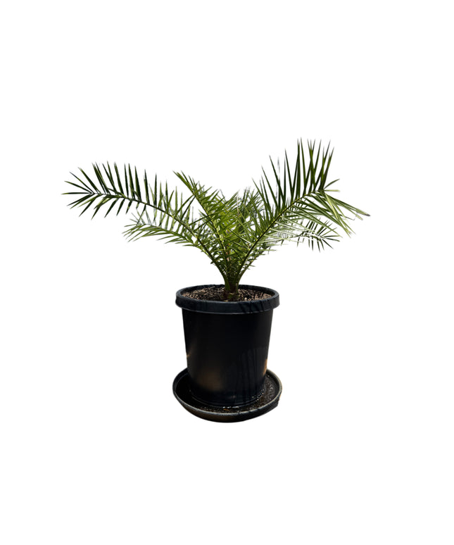Canary Island Date Palm / Phoenix Canariensis / Pineapple Palm - 15 Gallon