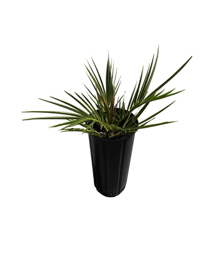 Canary Island Date Palm / Phoenix Canariensis / Pineapple Palm - 1.5 Gallon