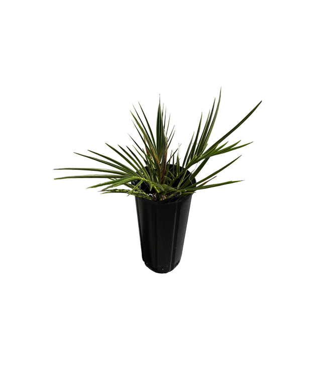 Canary Island Date Palm / Phoenix Canariensis / Pineapple Palm - 1.5 Gallon