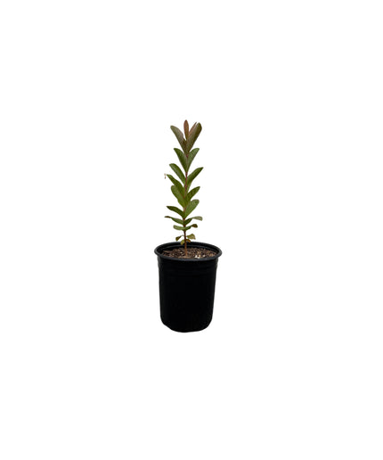 Guava Fruit Tree - 1 Gallon