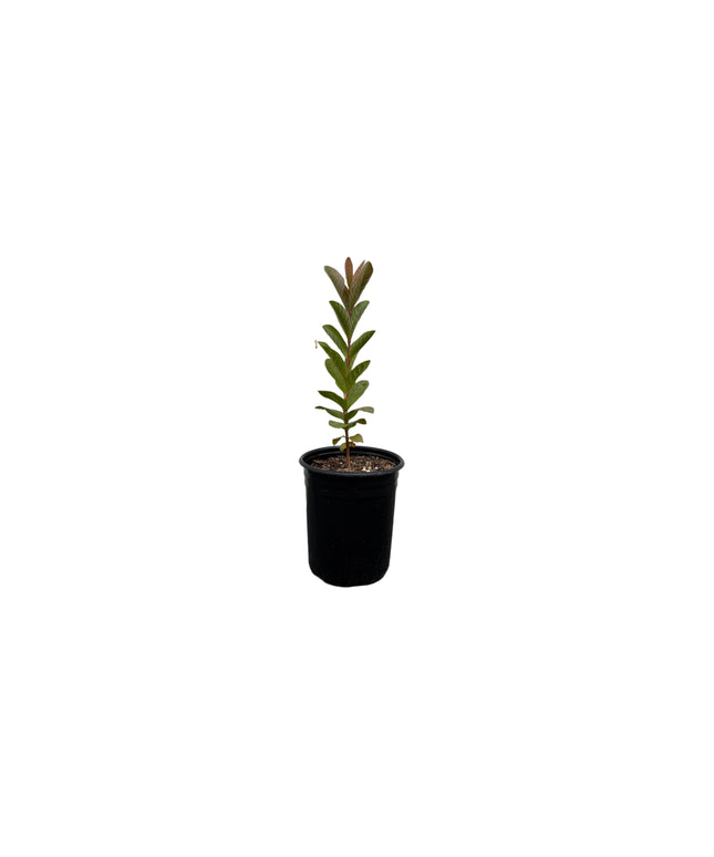Guava Fruit Tree - 1 Gallon