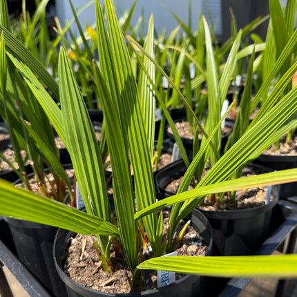 Collection image for: Phoenix Reclinata