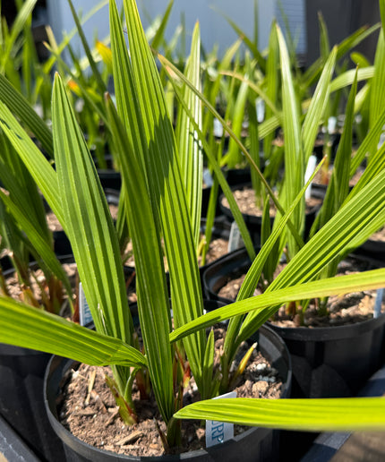 Phoenix Reclinata Date Palm / Senegal Date Palm / Wild Date Palm Tree Cluster - 1 Gallon