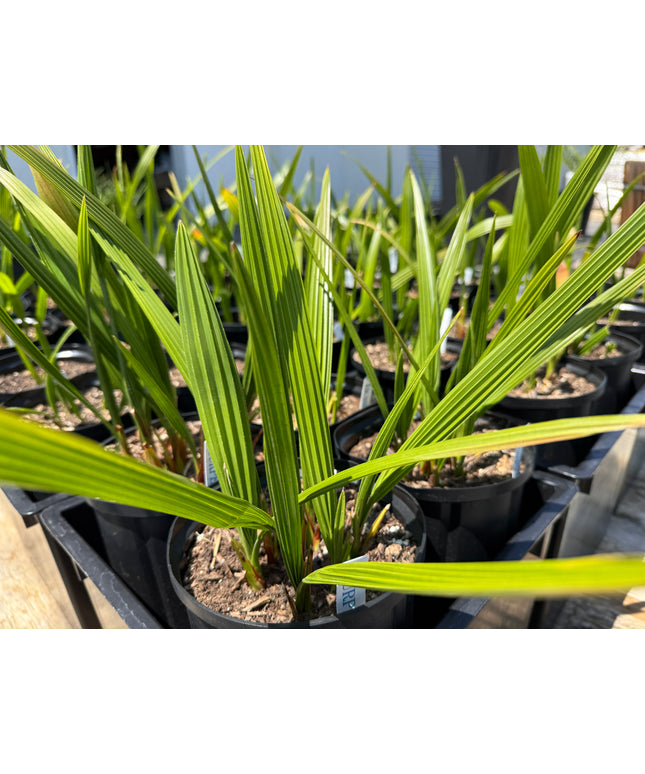 Phoenix Reclinata Date Palm / Senegal Date Palm / Wild Date Palm Tree Cluster - 1 Gallon