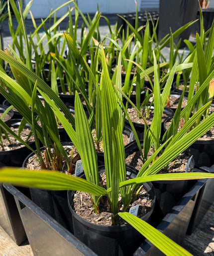 Phoenix Reclinata Date Palm / Senegal Date Palm / Wild Date Palm Tree Cluster - 1 Gallon