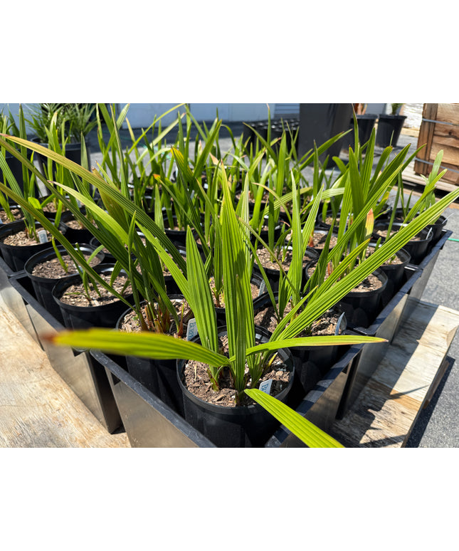 Phoenix Reclinata Date Palm / Senegal Date Palm / Wild Date Palm Tree Cluster - 1 Gallon