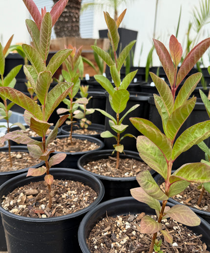 Guava Fruit Tree - 1 Gallon