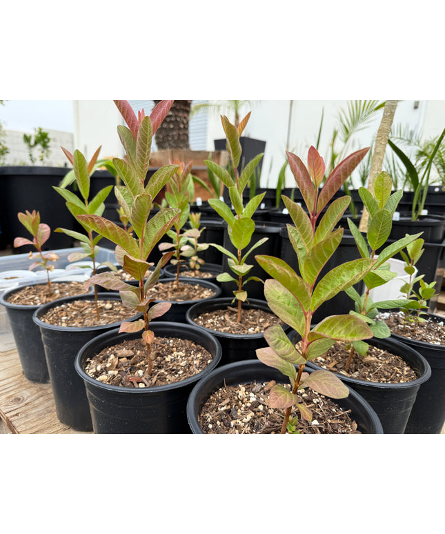 Guava Fruit Tree - 1 Gallon