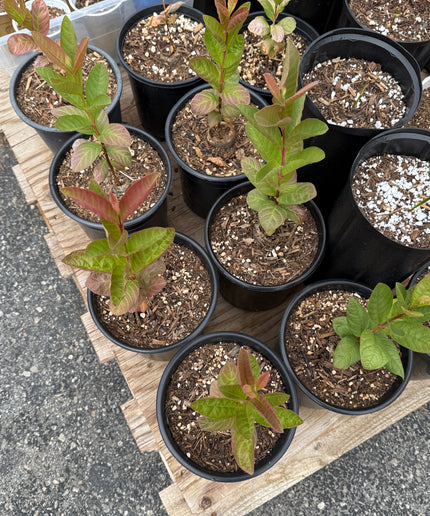Guava Fruit Tree - 1 Gallon