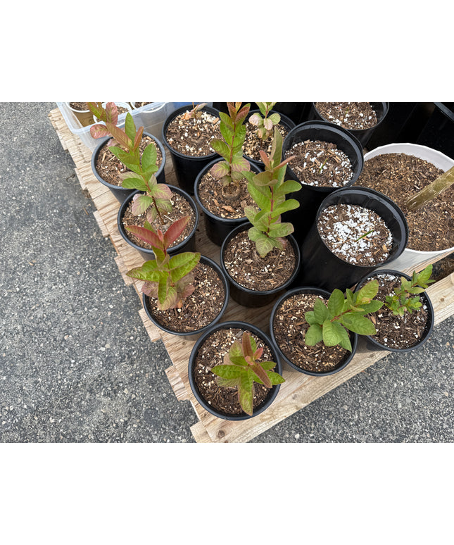 Guava Fruit Tree - 1 Gallon
