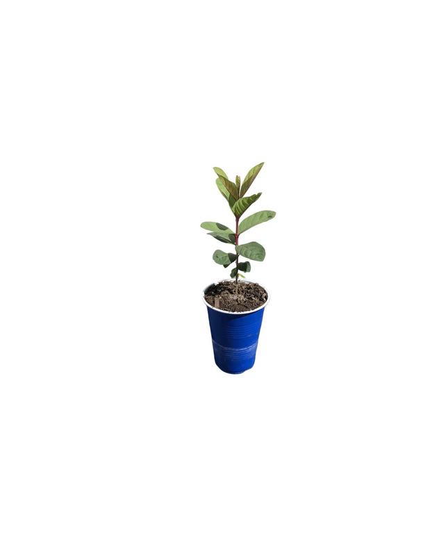 Guava Fruit Tree - 16 oz