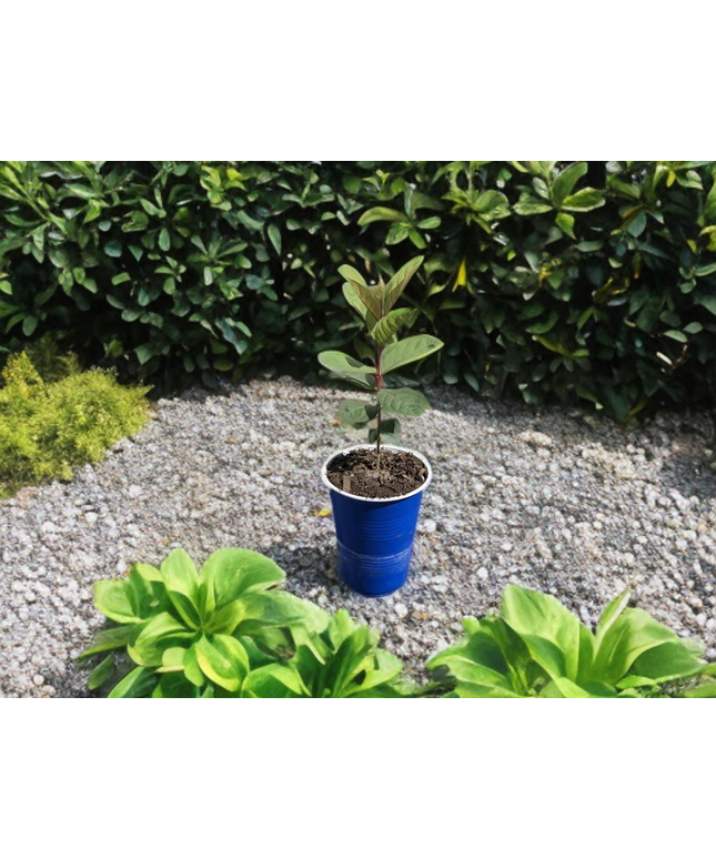 Guava Fruit Tree - 16 oz