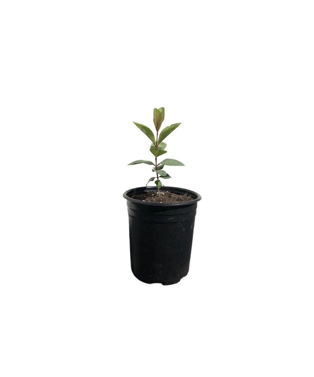 Guava Fruit Tree - 1 Gallon