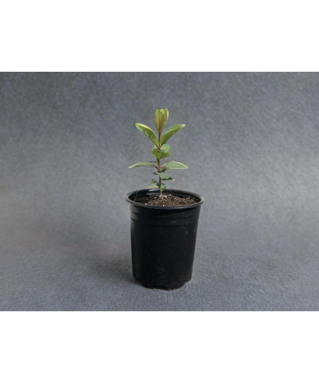 Guava Fruit Tree - 1 Gallon