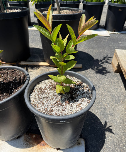 Guava Fruit Tree - 5 Gallon