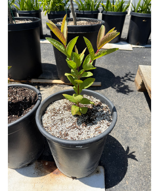 Guava Fruit Tree - 5 Gallon