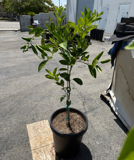 Washington Navel Orange Tree - 15 Gallon