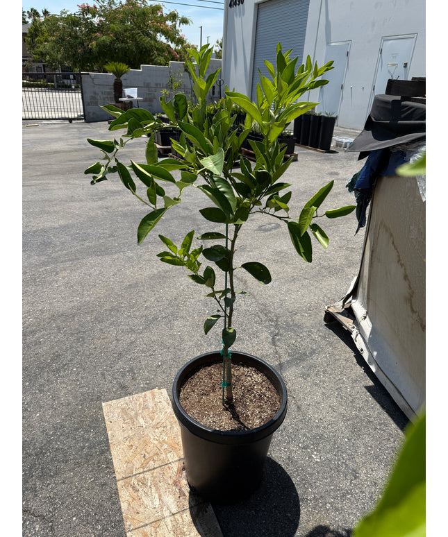 Washington Navel Orange Tree - 15 Gallon
