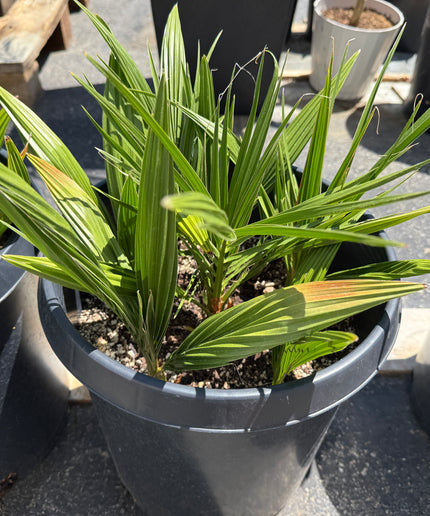 Phoenix Reclinata Date Palm / Senegal Date Palm / Wild Date Palm Tree Cluster - 7 Gallon