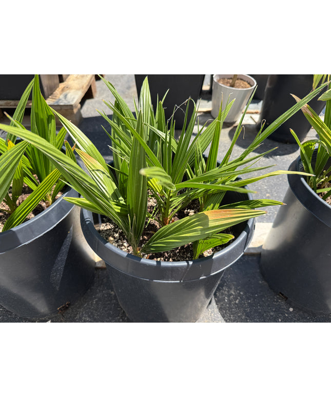 Phoenix Reclinata Date Palm / Senegal Date Palm / Wild Date Palm Tree Cluster - 7 Gallon