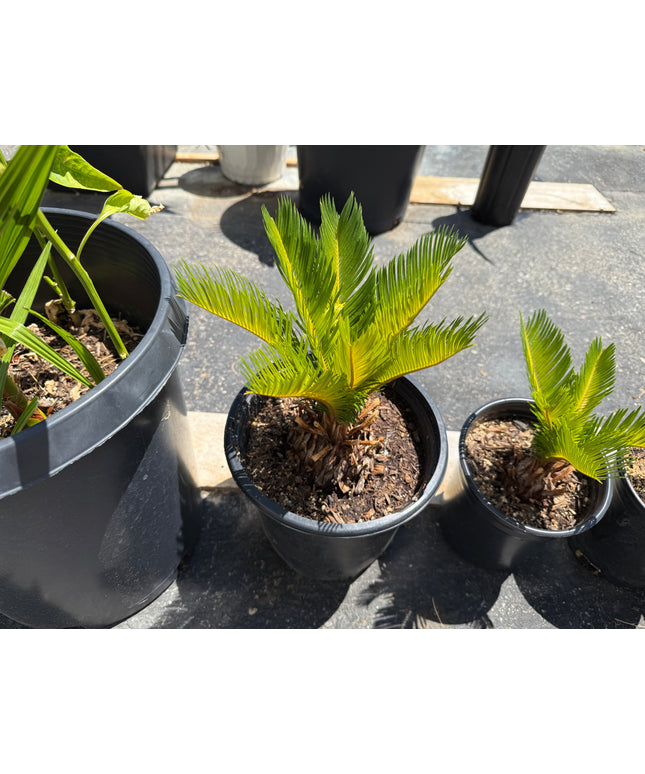 Sago Palm Cycas Revoluta Tree - 2 Gallon