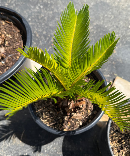 Sago Palm Cycas Revoluta Tree - 1 Gallon