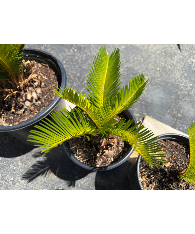 Sago Palm Cycas Revoluta Tree - 1 Gallon