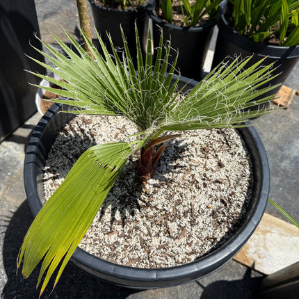 Collection image for: Mexican Fan Palm