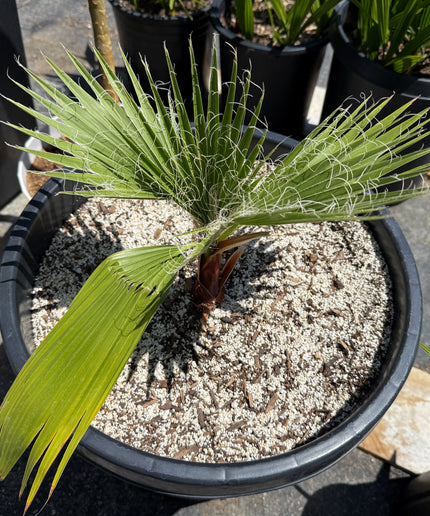 Mexican Fan Palm Tree | Washingtonia Robusta - 15 Gallon