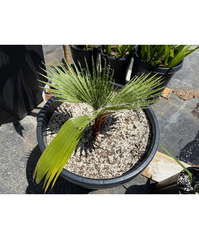 Mexican Fan Palm Tree | Washingtonia Robusta - 15 Gallon