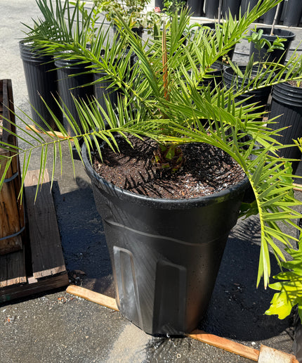 Canary Island Date Palm / Phoenix Canariensis / Pineapple Palm - 32 Gallon