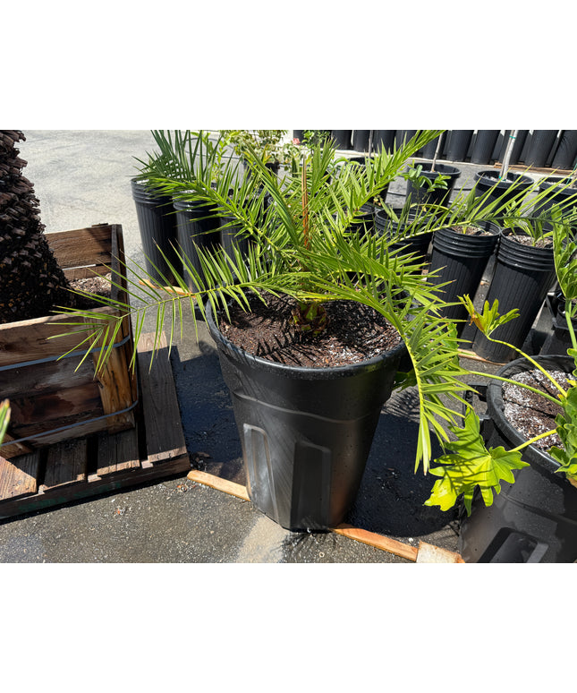 Canary Island Date Palm / Phoenix Canariensis / Pineapple Palm - 32 Gallon