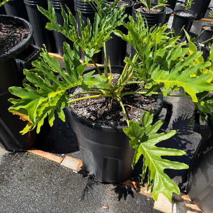 Collection image for: Tree Philodendron