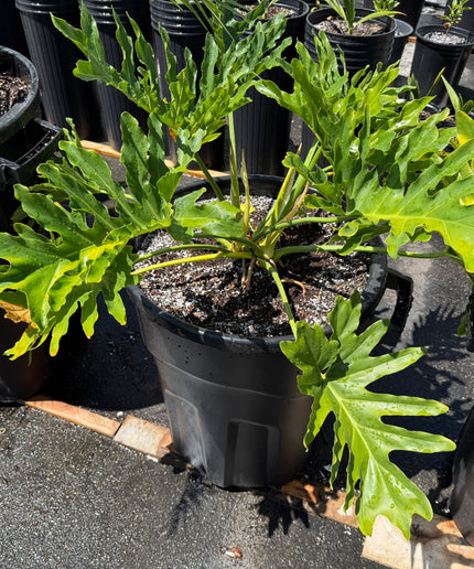 Tree Philodendron / Thaumatophyllum Bipinnatifidum - 20 Gallon