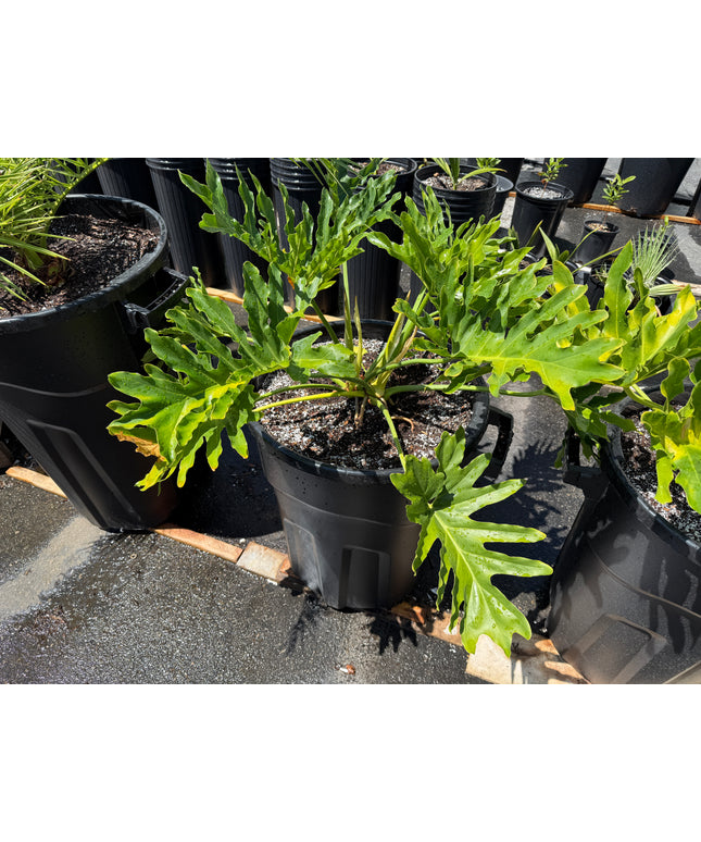 Tree Philodendron / Thaumatophyllum Bipinnatifidum - 20 Gallon