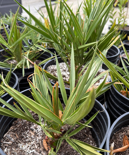 Phoenix Dactylifera / Date Palm / True Date Palm Tree - 10 Gallon