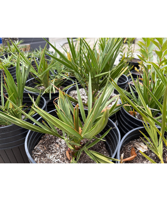 Phoenix Dactylifera Date Palm / Date Palm / True Date Palm Tree - 5 Gallon