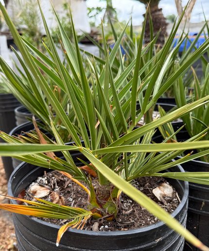 Phoenix Dactylifera / Date Palm / True Date Palm Tree - 10 Gallon